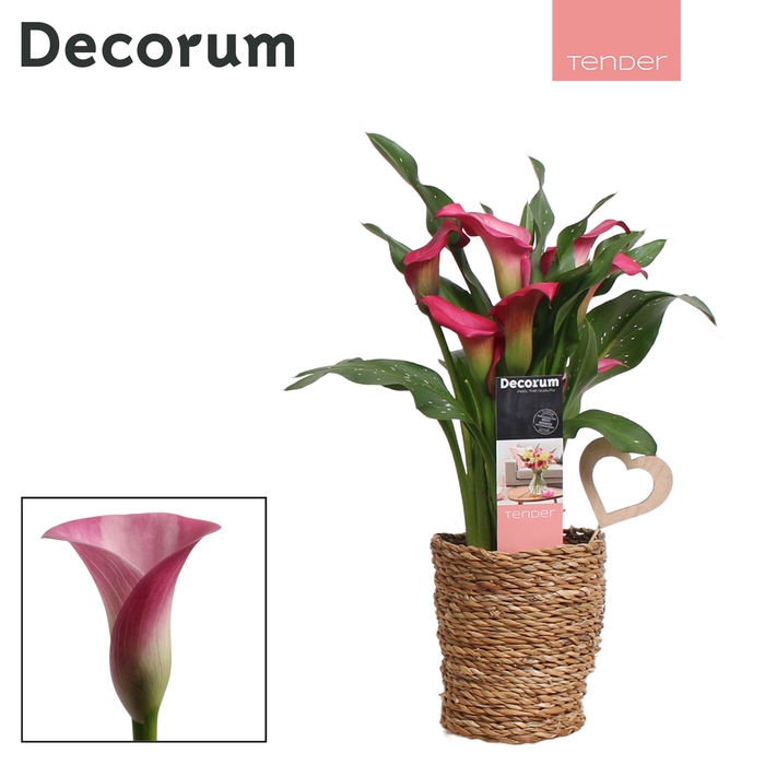 Zantedeschia Roze in Ompot Ruby LOVE (Decorum)