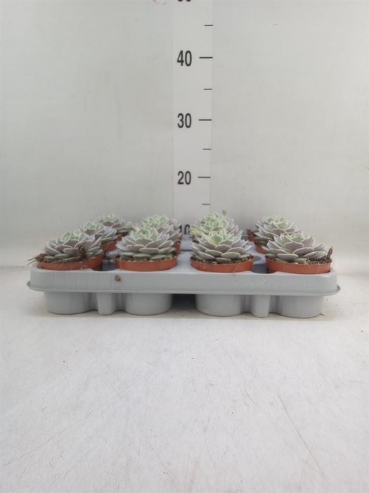 <h4>Echeveria   ...</h4>