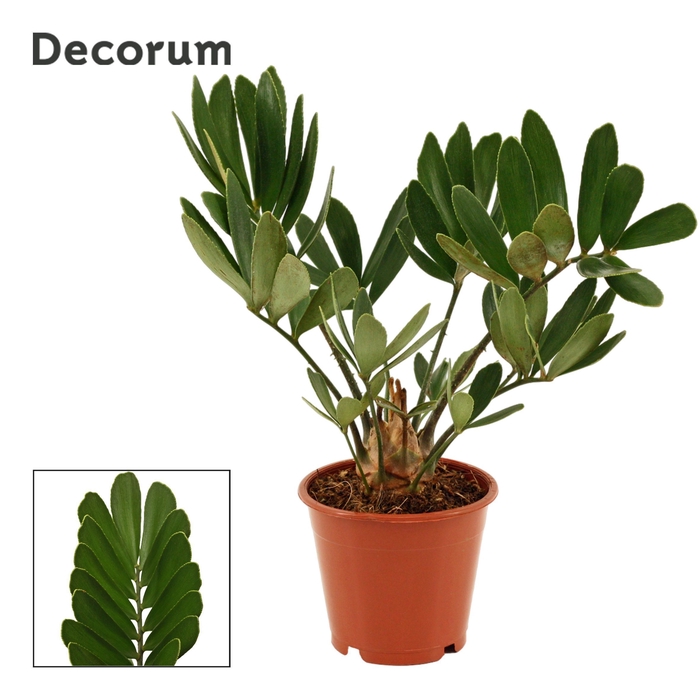 <h4>Zamia furfuracea 12 cm (Decorum)</h4>