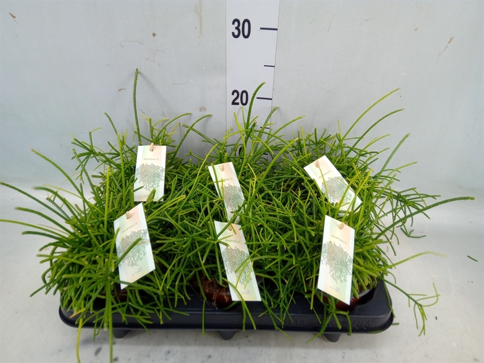 <h4>Rhipsalis baccifera 'Oasis'</h4>