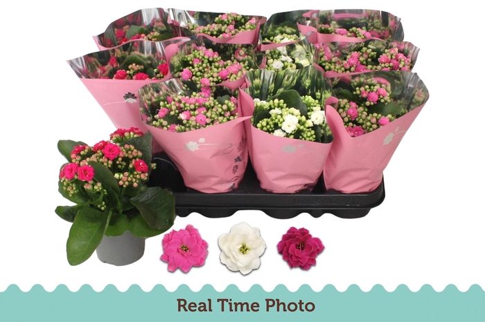 <h4>KAL GE GEM 3 KL</h4>