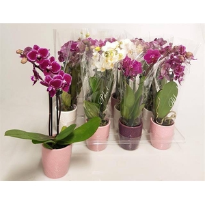 PHAL MINI MIX 2 TAK CERAMICS