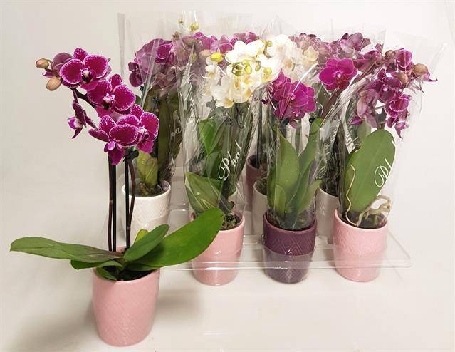 <h4>PHAL MINI MIX 2 TAK CERAMICS</h4>