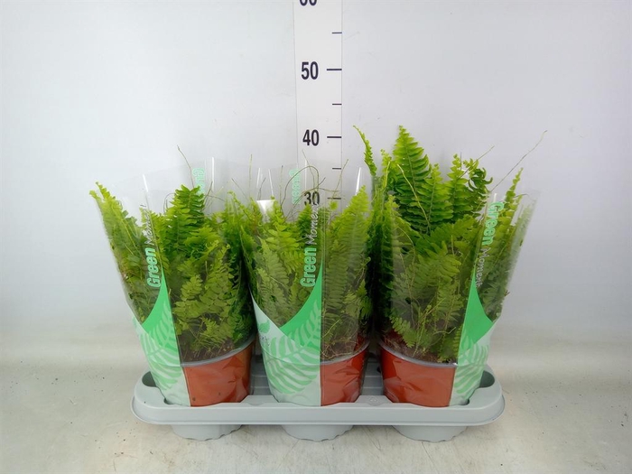 <h4>Nephrolepis exal. 'Green Moment'</h4>