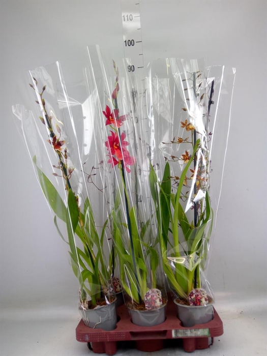 <h4>Cambria   ...mix</h4>