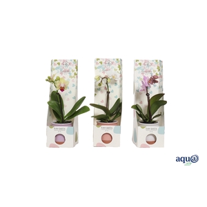 Valencia Mix Tiny Dolls Mix 1T7+ aqu@ in Tiny Box Hartjes