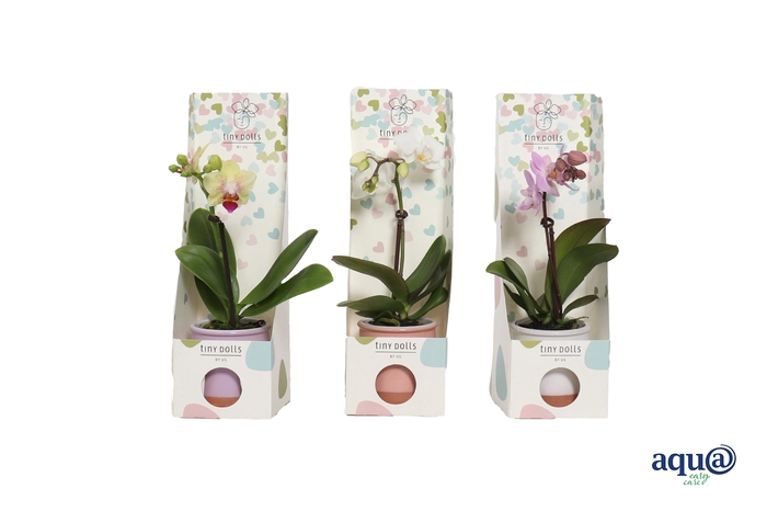 <h4>Valencia Mix Tiny Dolls Mix 1T7+ aqu@ in Tiny Box Hartjes</h4>