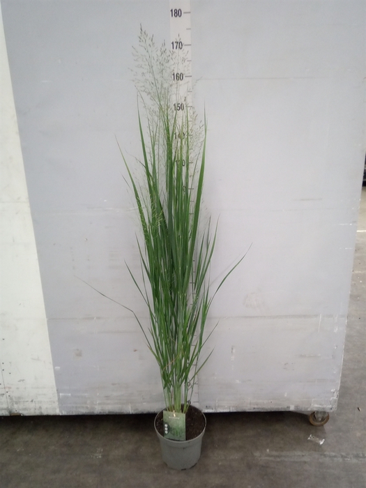 <h4>Panicum virgatum</h4>