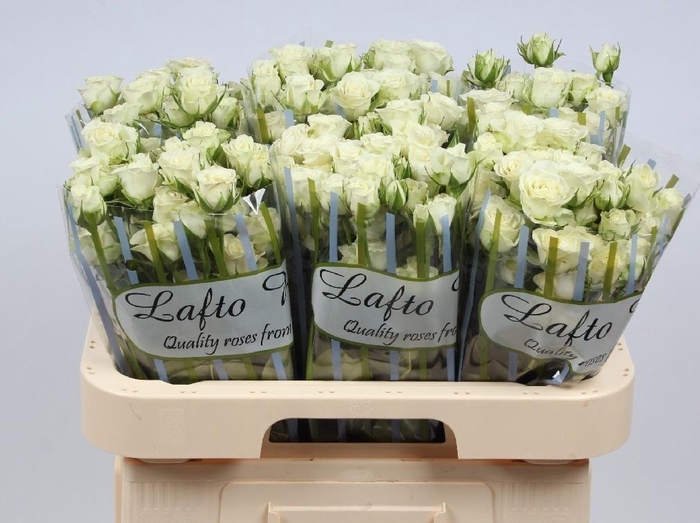 <h4>R TR SNOWFLAKE</h4>