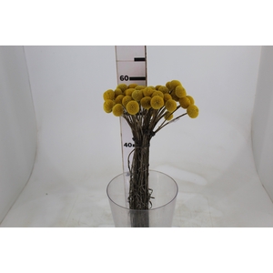 CRASPEDIA 060 CM