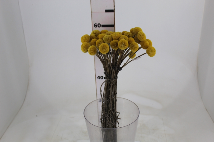 <h4>CRASPEDIA 060 CM</h4>