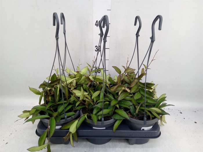 <h4>Hoya  'Rosita'</h4>