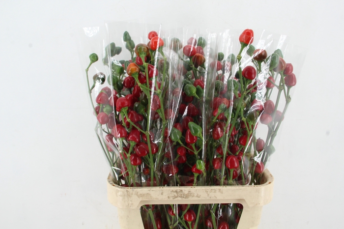 <h4>SIERPEPERS TAK</h4>