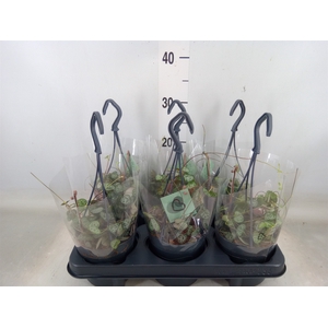 Ceropegia woodii ssp. woodii