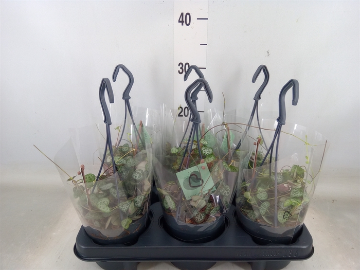 <h4>Ceropegia woodii ssp. woodii</h4>