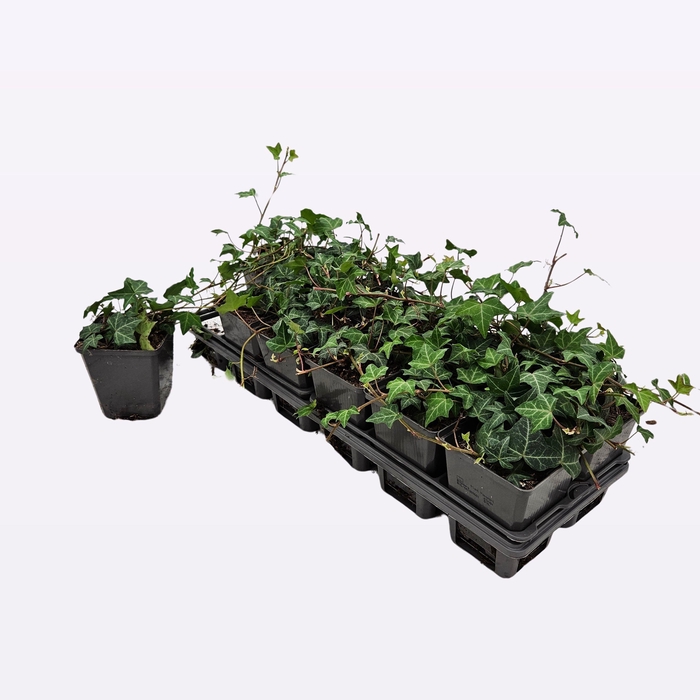 <h4>Hedera Helix 'Normandy Carpet</h4>