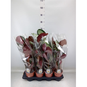 Calathea picturata 'Argentea'