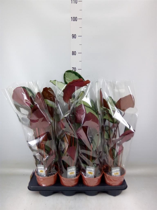 <h4>Calathea picturata 'Argentea'</h4>