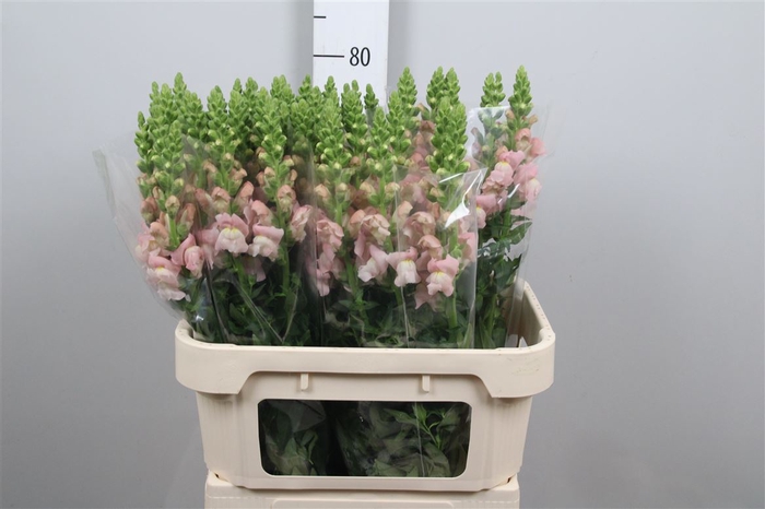 <h4>Antir Avignon Pink</h4>