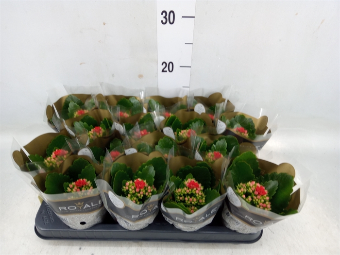 <h4>Kalanchoe blos. 'RosDon Justino'</h4>