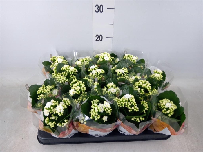 <h4>Kalanchoe blos. 'RosDon Dione'</h4>