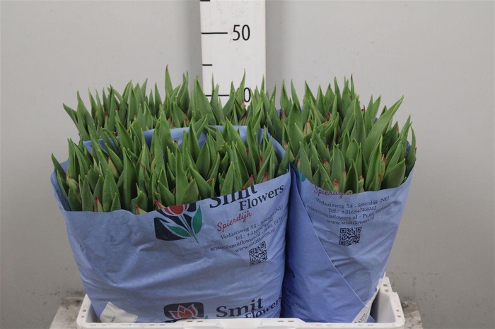 <h4>Tu En Strong Love</h4>