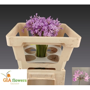 Allium Ov