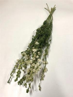 <h4>DROOG DELPHINIUM WIT</h4>
