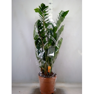 Zamioculcas zamiifolia