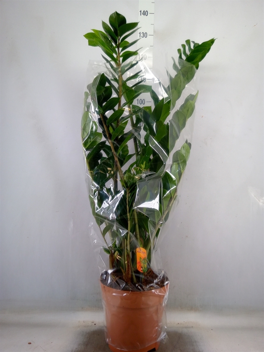 <h4>Zamioculcas zamiifolia</h4>