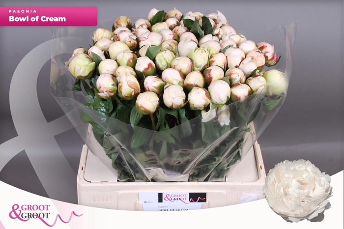 <h4>PAEO L BOWL OF CREAM</h4>