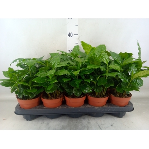 Coffea arabica