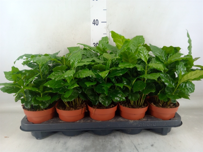 <h4>Coffea arabica</h4>