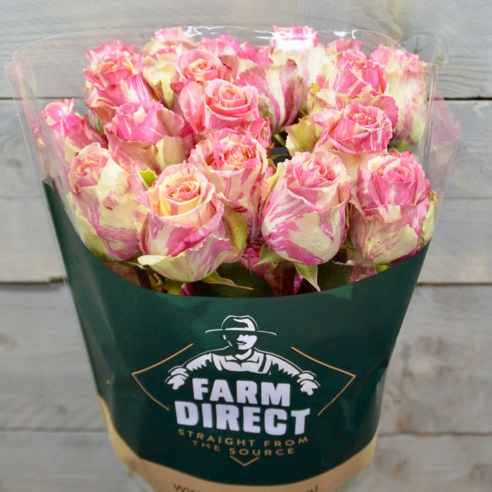 <h4>R Gr Fiesta</h4>