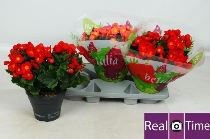 <h4>BEG HL BELOVE GEM</h4>