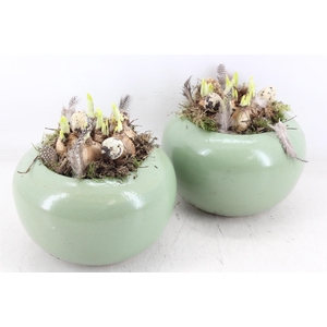 arr4 Narcis MB - Bolpot groen 338/3