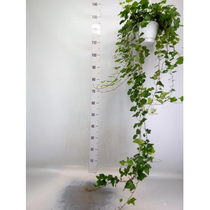 Hedera helix 'Wonder'