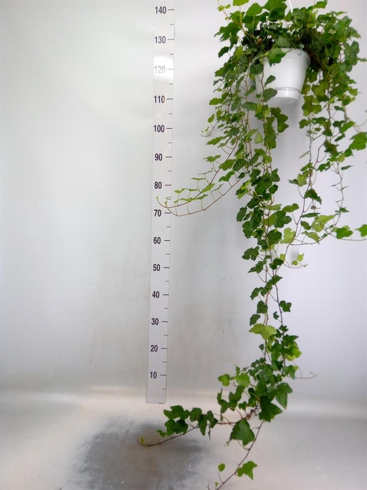 <h4>Hedera helix 'Wonder'</h4>