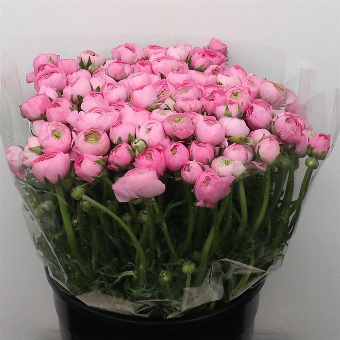 <h4>Ran El Pink Extra</h4>