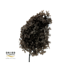 Dried Bleached Hydrangea Anna Black