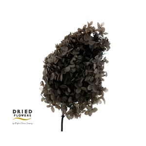 Dried Bleached Hydrangea Tower Coffee XXL