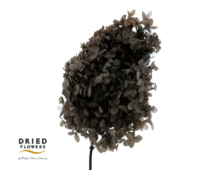 <h4>Dried Bleached Hydrangea Tower Coffee XXL</h4>