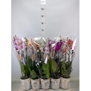 Phalaenopsis   ...mix