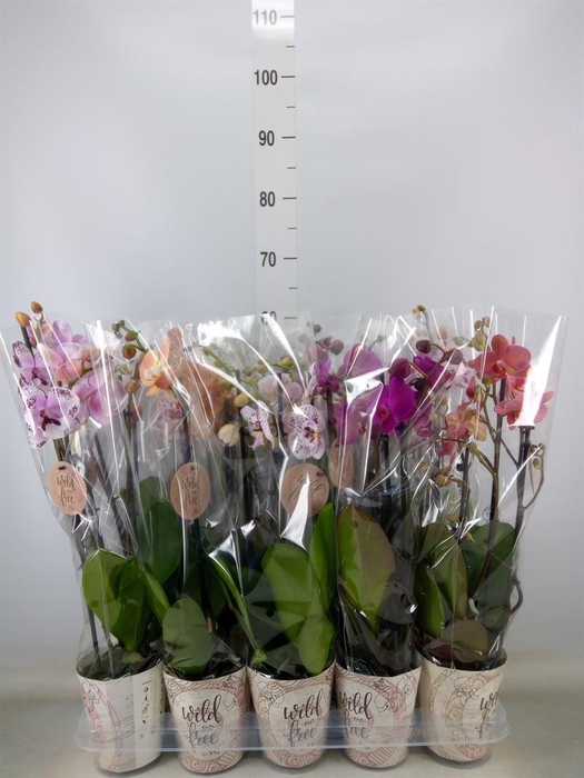<h4>Phalaenopsis   ...mix</h4>