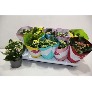 Kalanchoe Double Deluxe Mix