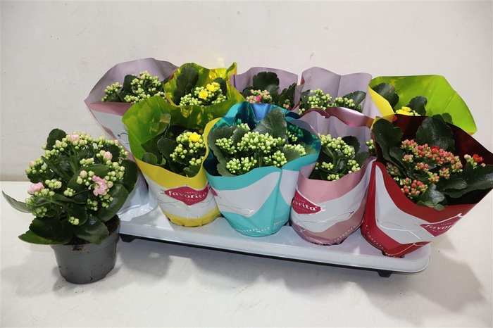 <h4>Kalanchoe Double Deluxe Mix</h4>