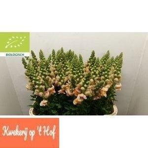 Antir Avig Apricot
