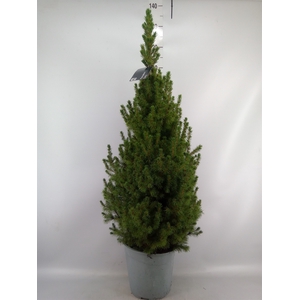 Picea glauca 'Conica'