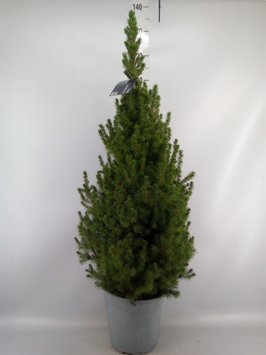 <h4>Picea glauca 'Conica'</h4>