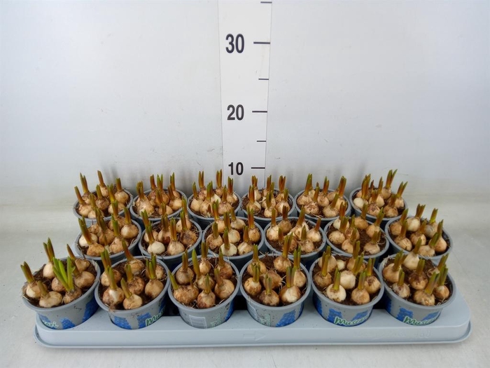 <h4>Muscari 'Magic Blue'</h4>